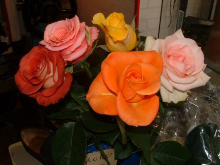 Roses_001b.jpg